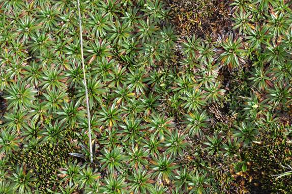 Solo esponjoso coberto de humedais no Parque Nacional Cajas, na região de Cuenca, no Equador